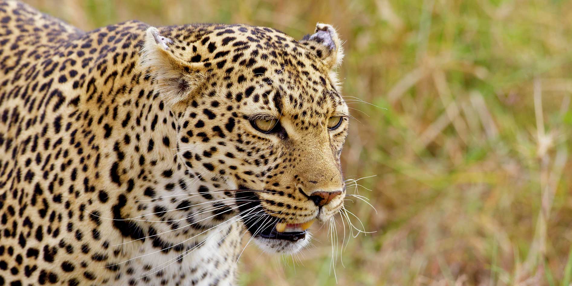 leopards-in-kenya