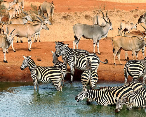 9-Day Luxury Big Kenya Safari