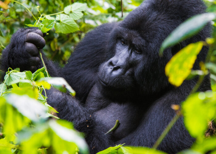 3 Days Gorilla Tracking Safari