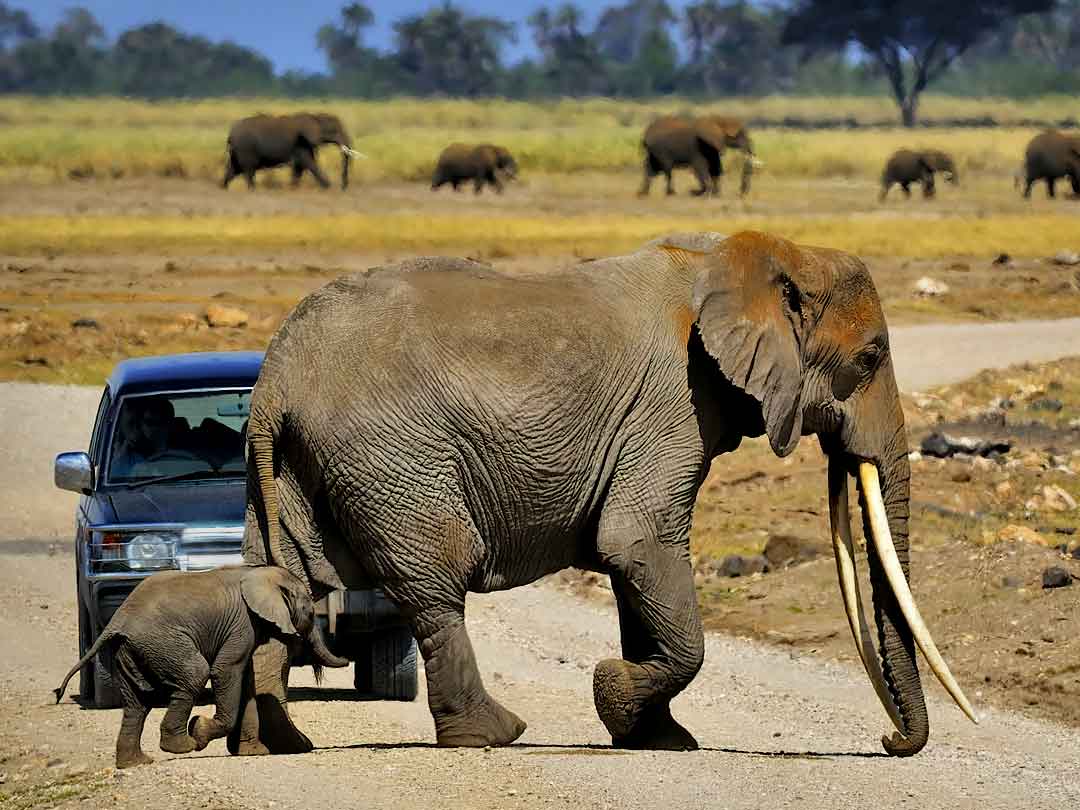 elephants-in-amboseli-national-park
