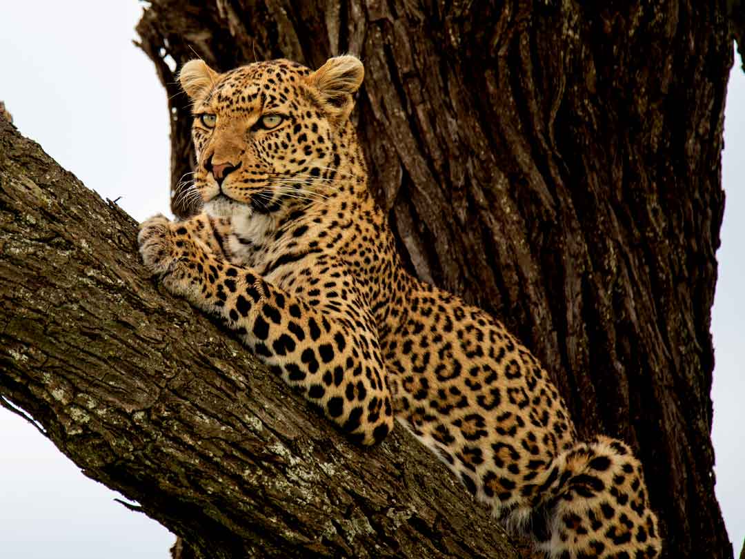 leopard-in-serengeti-national-park