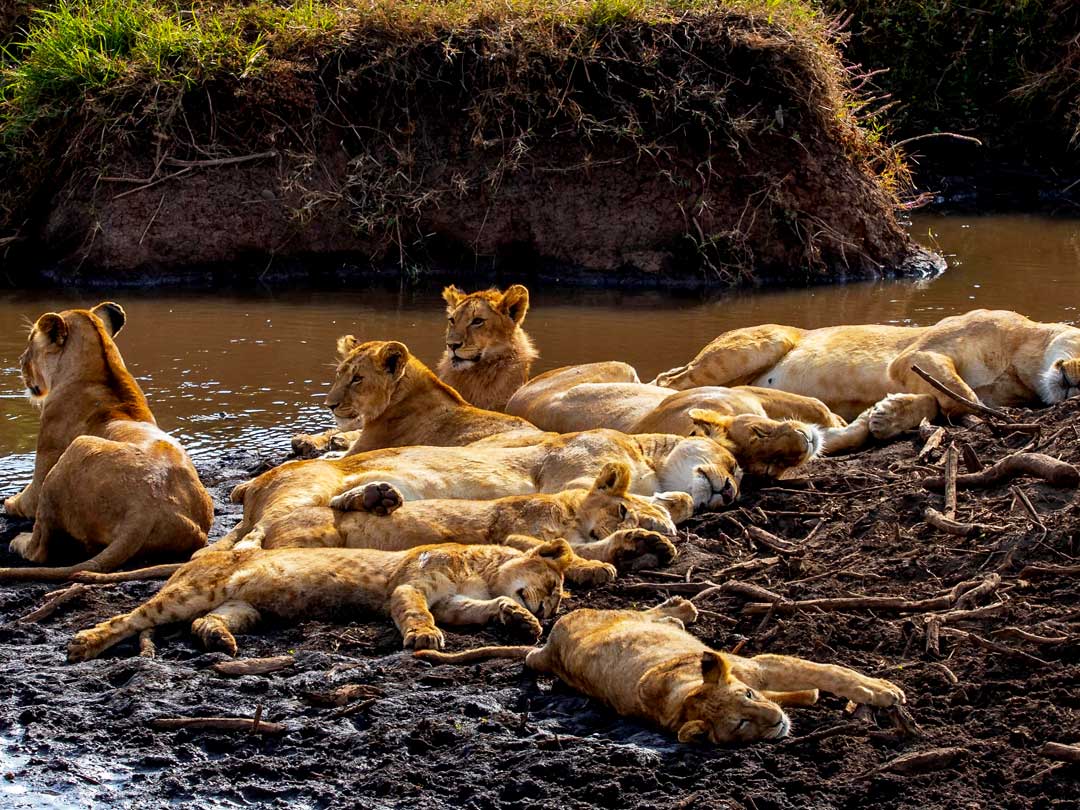 lions-in-ngorongoro-conservation-crater