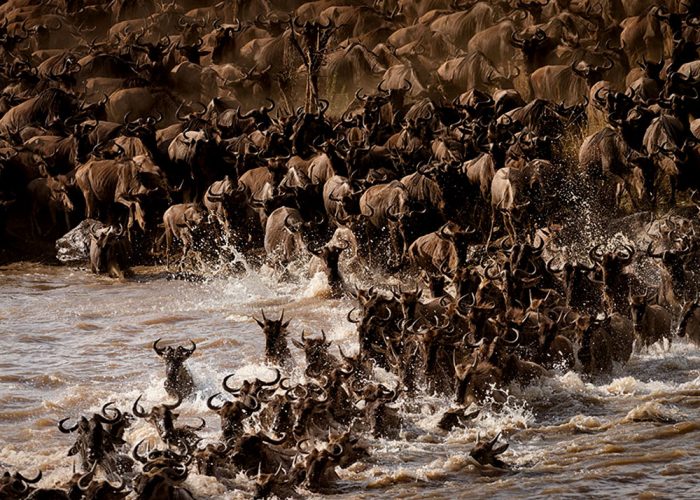10 Days Serengeti Masai Mara and Bwindi Fly-in Safari
