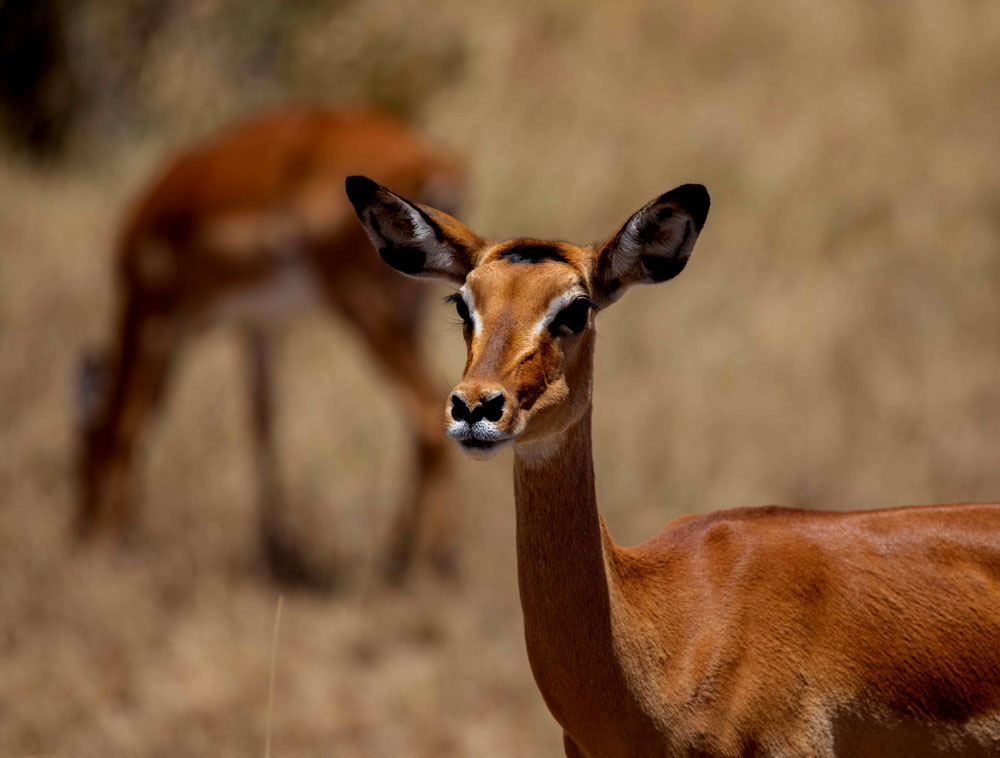 14 Days Kenya Wildlife Safari Tour & Vacation