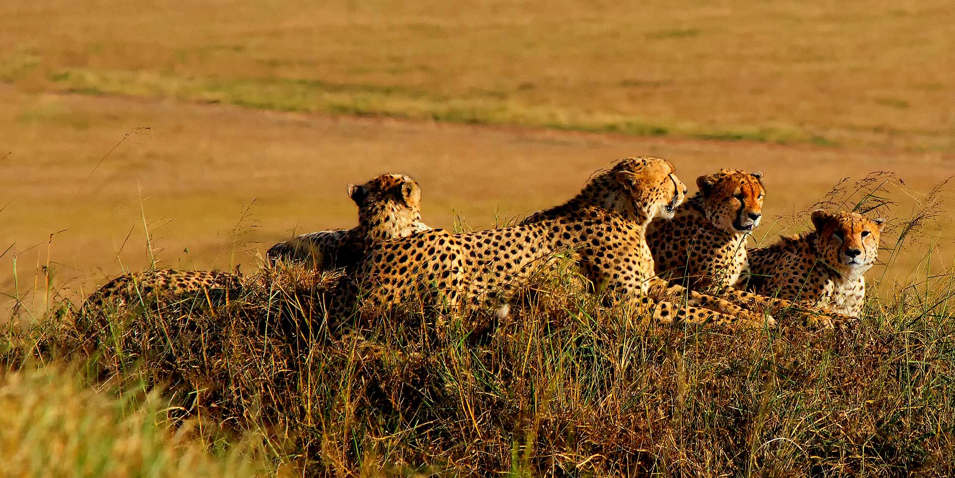 cheetahs-in-kenya