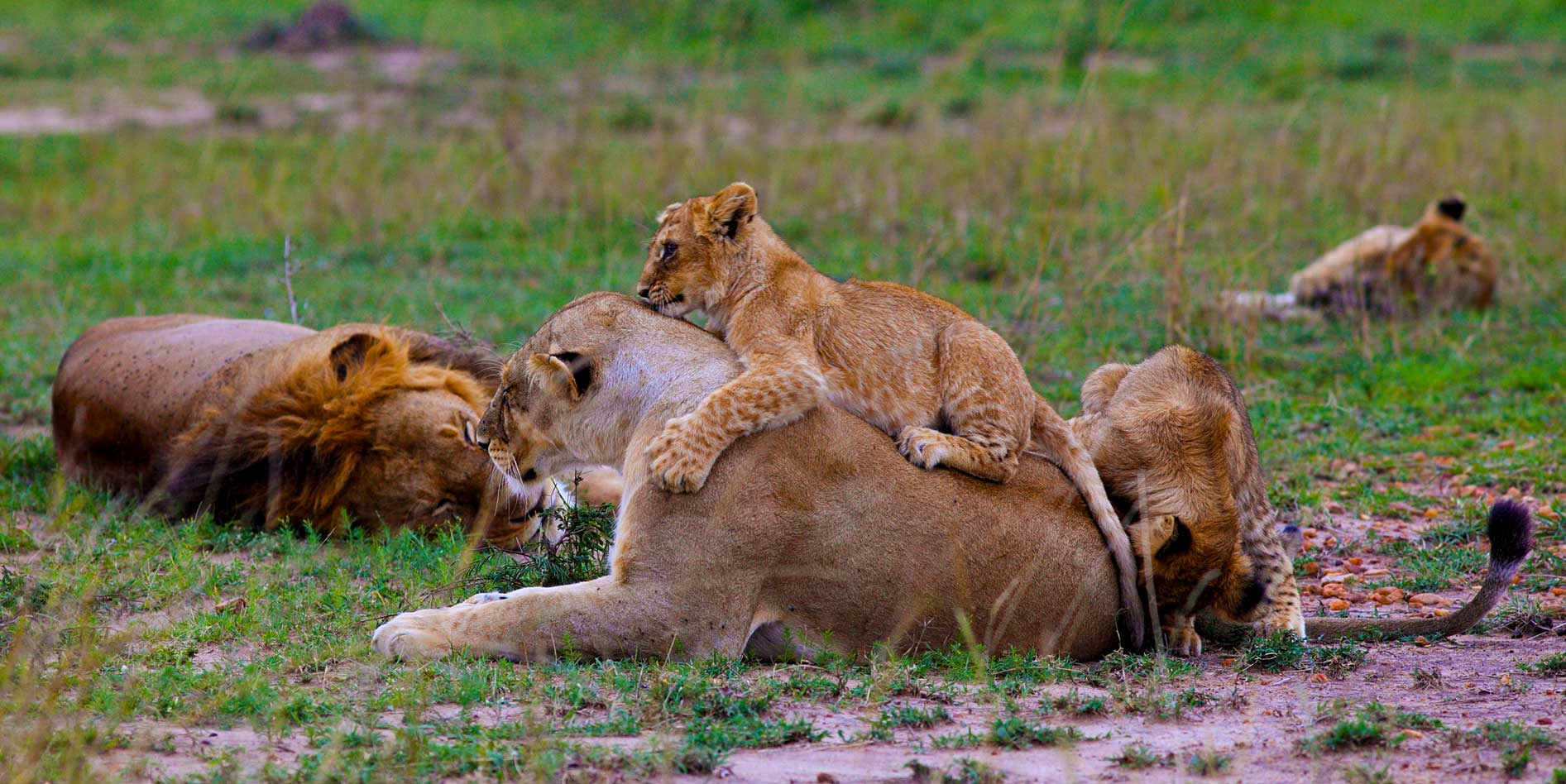 lions-in-kenya