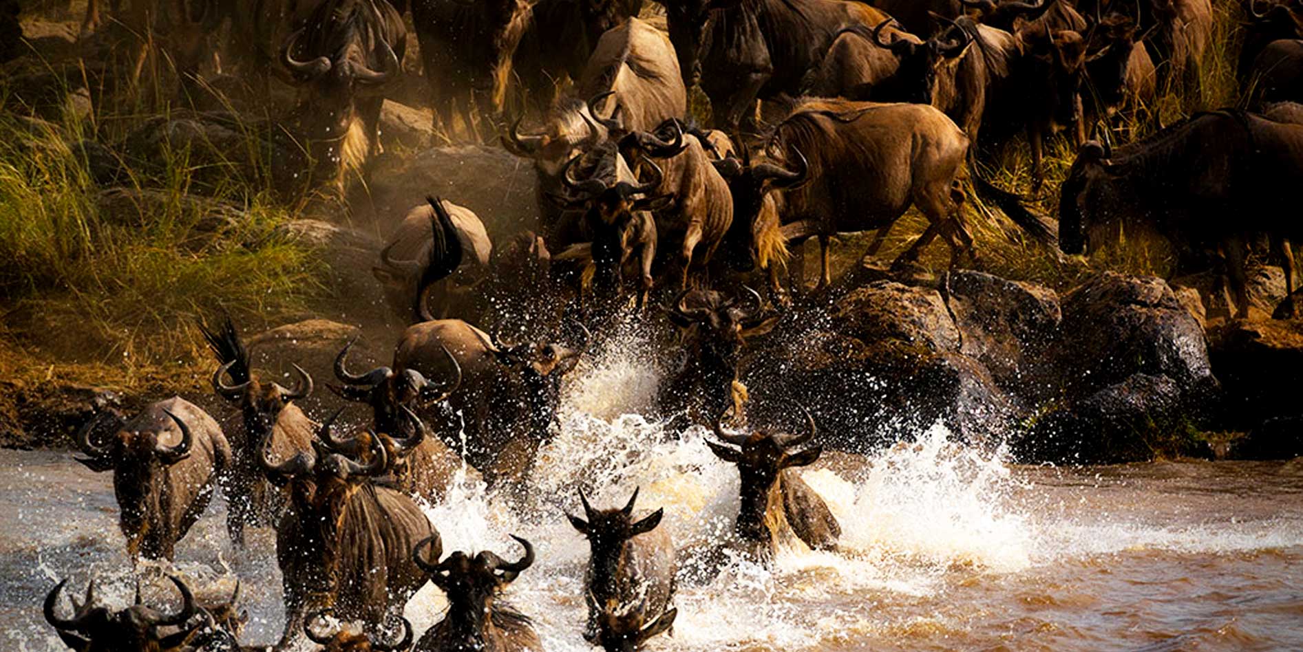wildebeest-migration-in-kenya